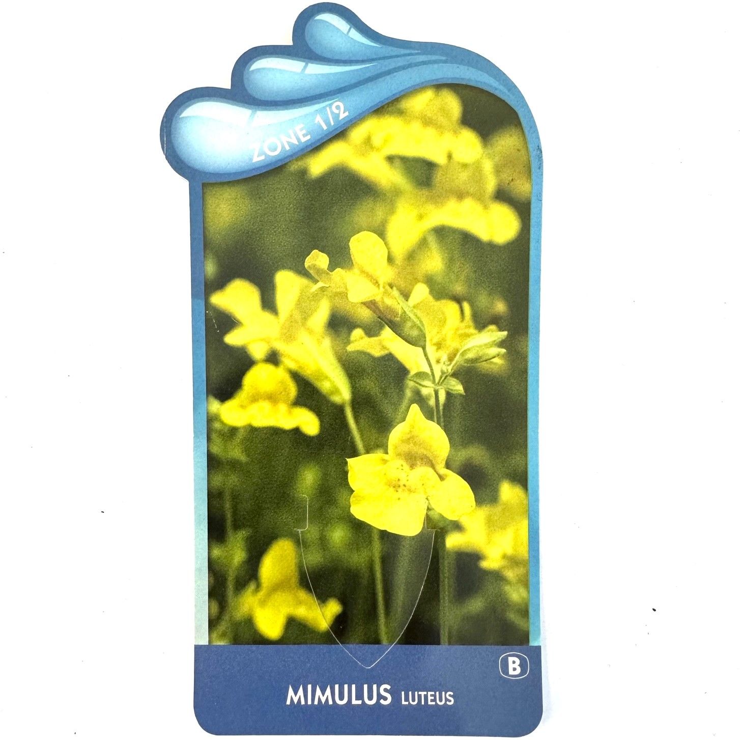 Mimulus luteus - Gele maskerbloem